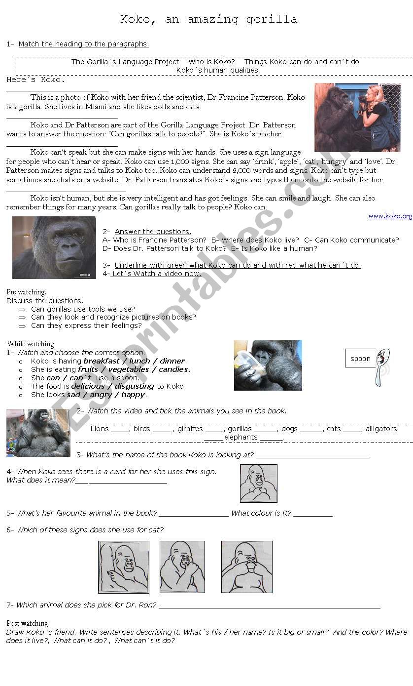 Koko, an amazing gorilla worksheet