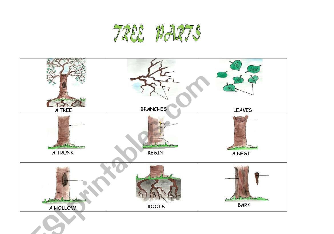 tree parts worksheet