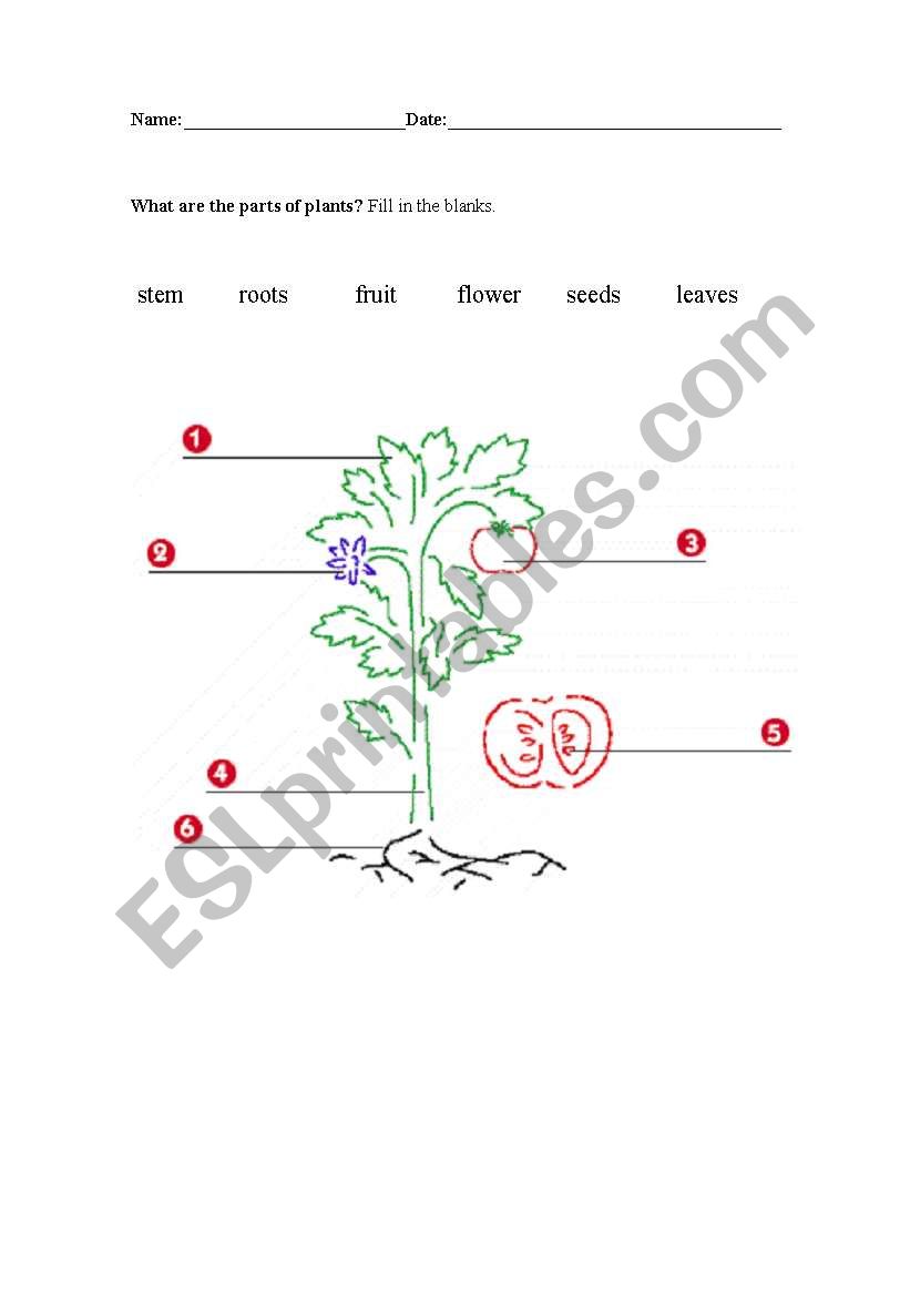 Parts of A Plant worksheet