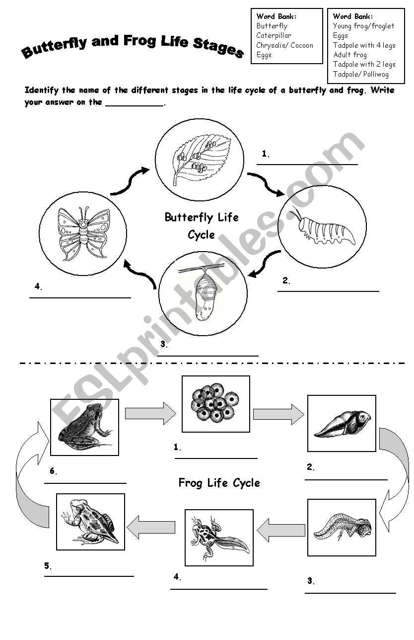 FROG and BUTTERFLY Life Cycle - ESL worksheet by Throughout Frog Life Cycle Worksheet