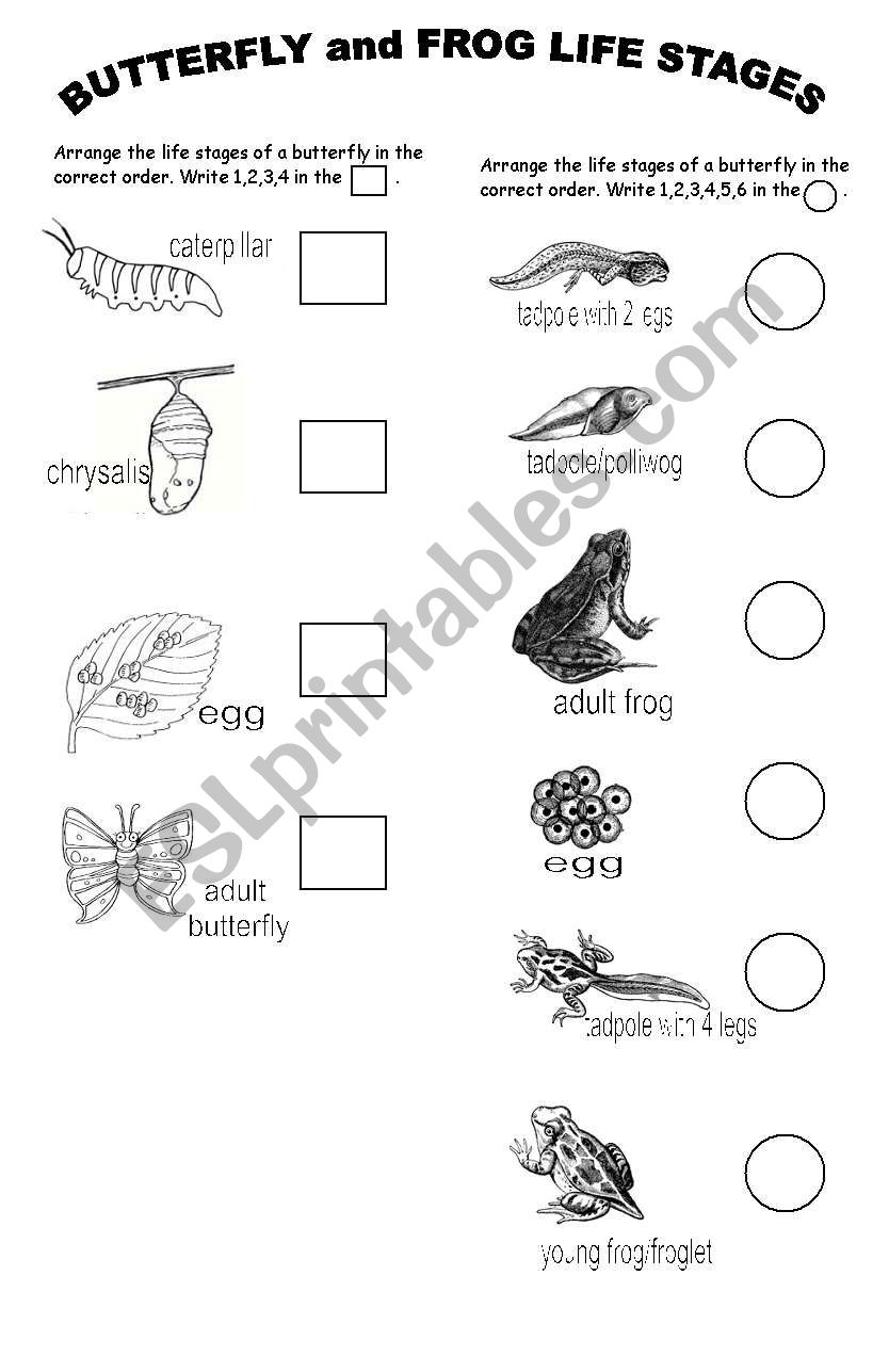 BUTTERFLY and FROG Life Stages (Version 2)