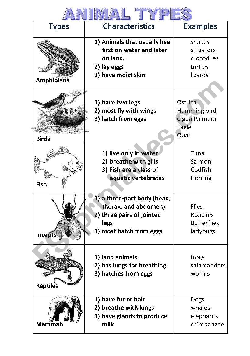 TYPES OF ANIMALS worksheet