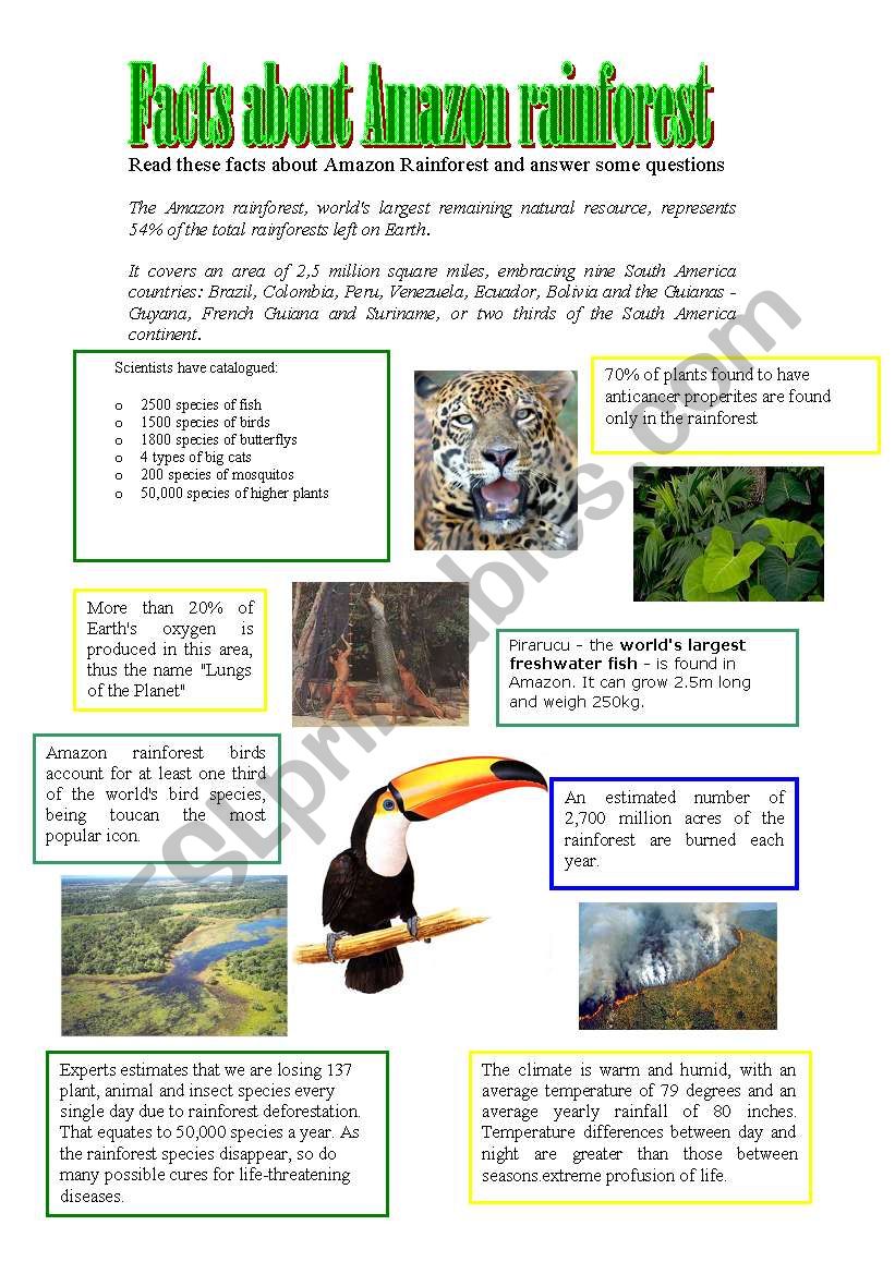 Facts about Amazon rainforest worksheet