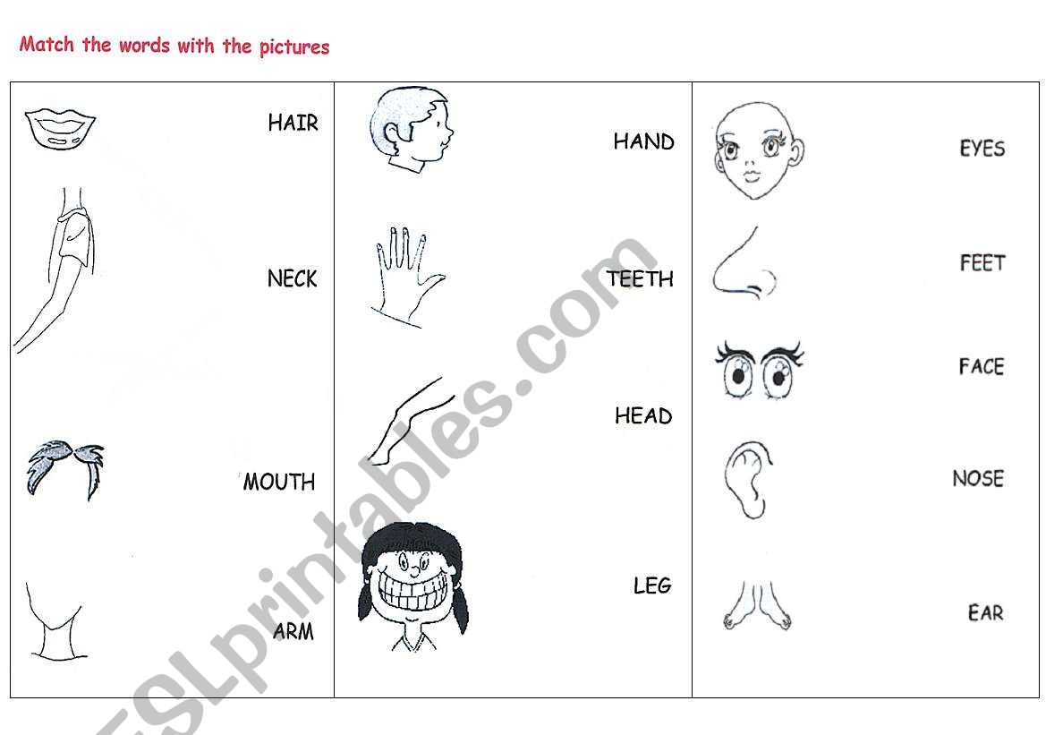 the parts of the body worksheet