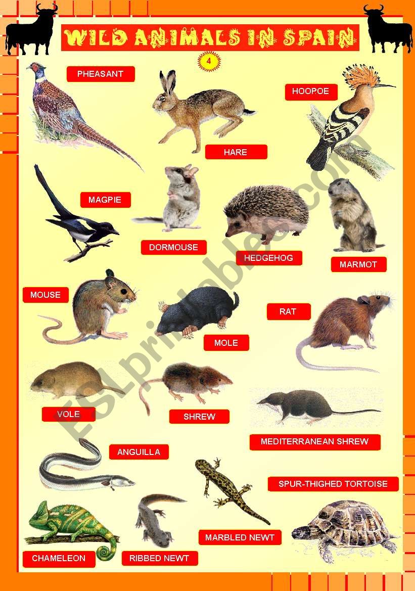 Wild animals in Spain 4/4 worksheet