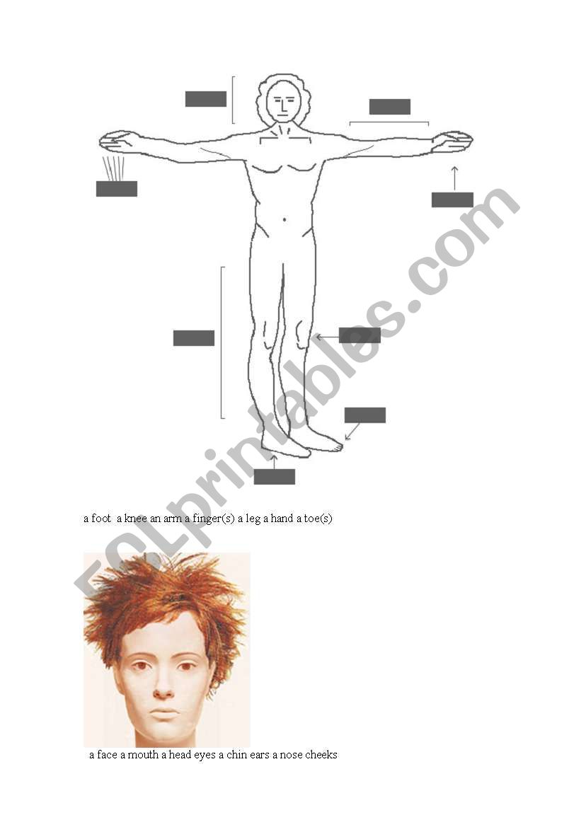 body and face parts worksheet