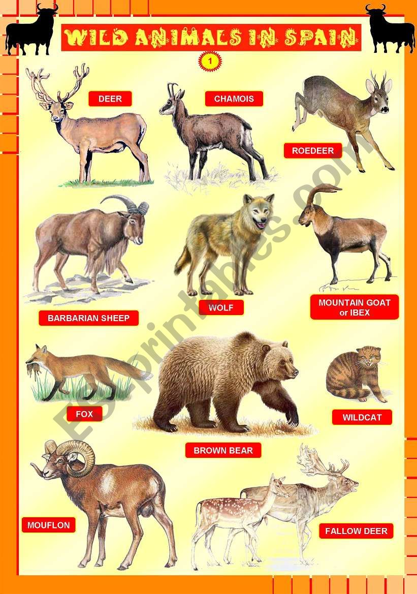 Wild animals in Spain 1/4 - UPDATED