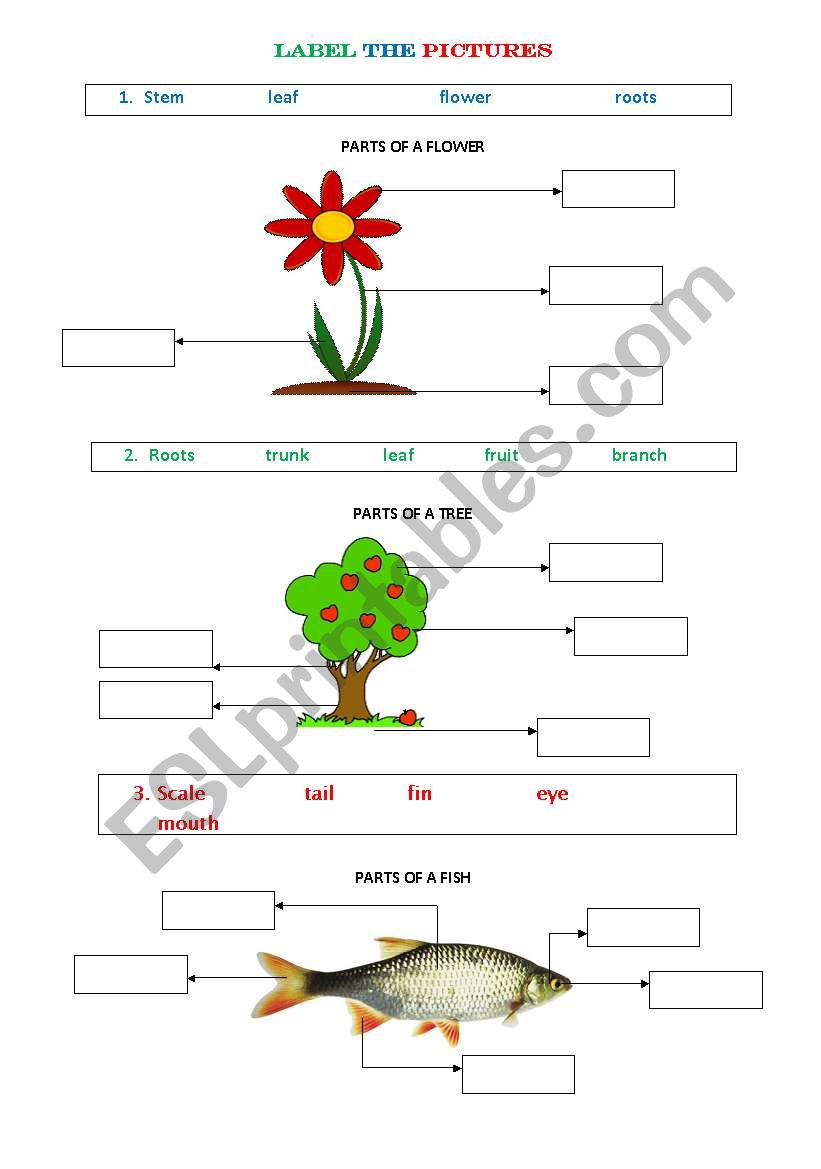 Label The Pictures worksheet