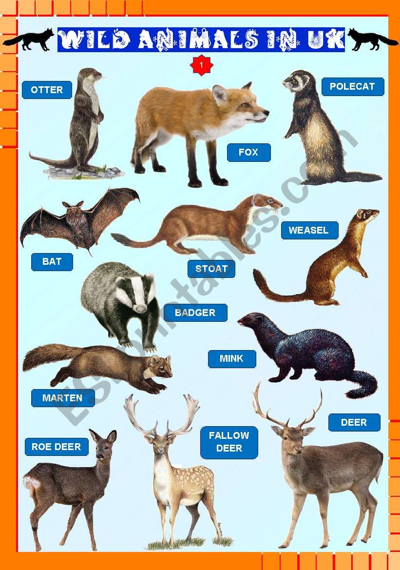 Wild animals in UK 1/2 - ESL worksheet by fengchuishaster