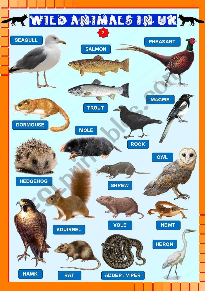 Wild animals in UK  2/2 worksheet