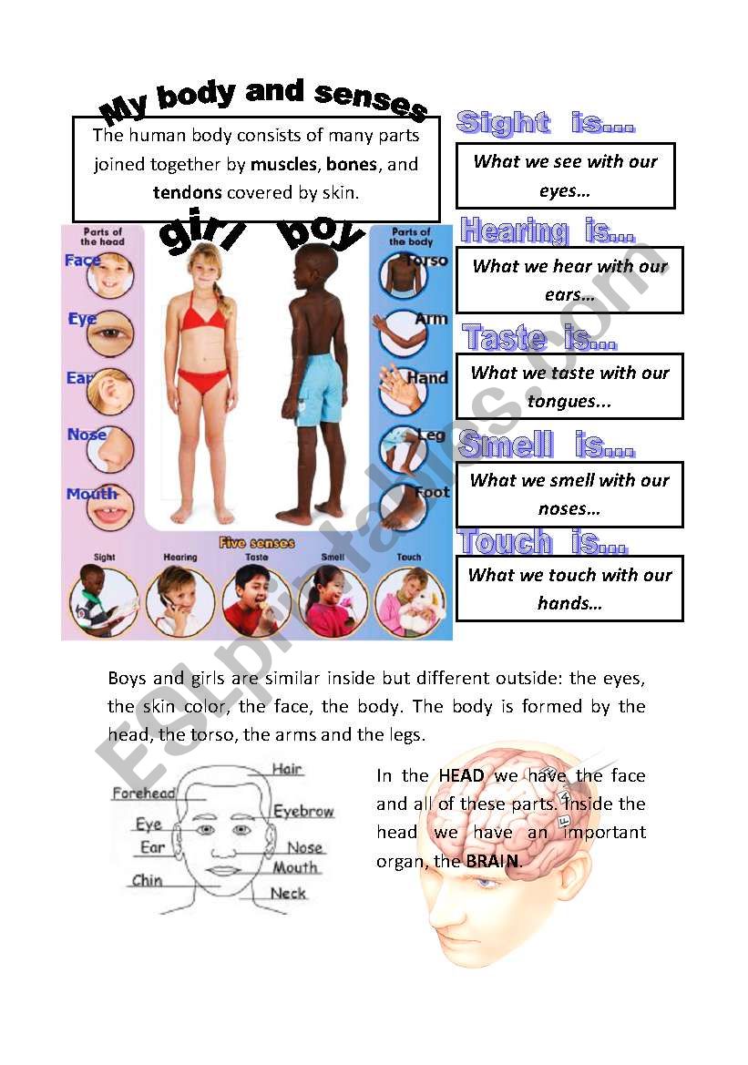 MY BODY AND SENSES worksheet