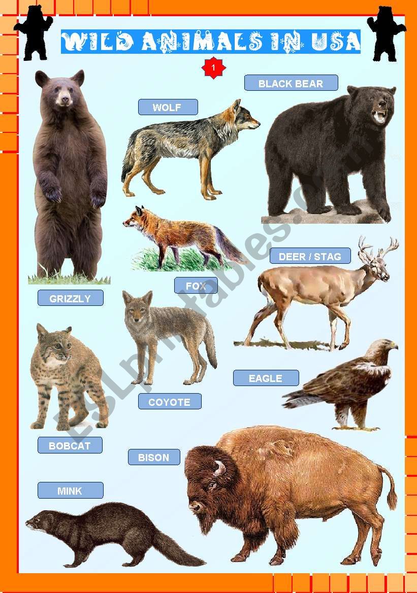 Wild animals in USA (1) - ESL worksheet by fengchuishaster
