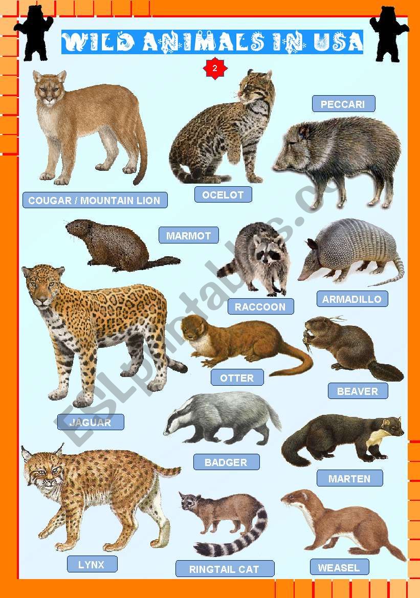 Wild animals in USA (2) worksheet