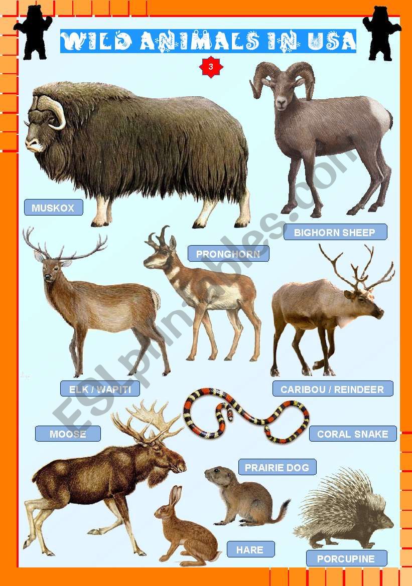 Wild animals in USA (3) worksheet