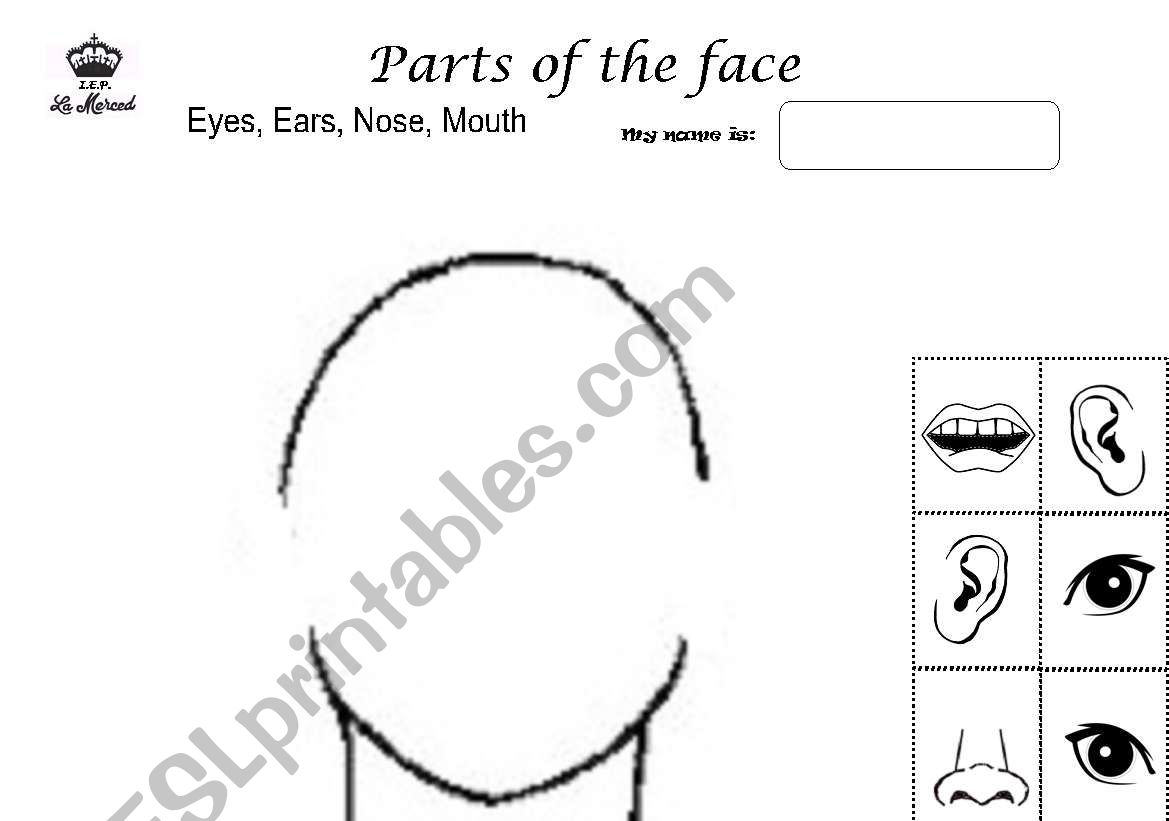 parts of the face worksheet