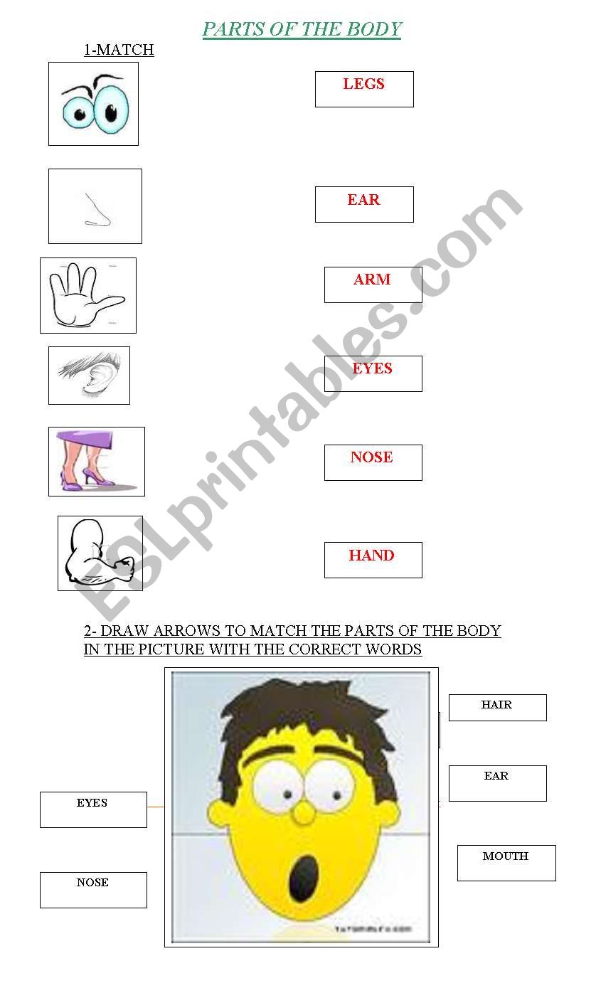 PARTS OF THE BODY PRACTICE worksheet