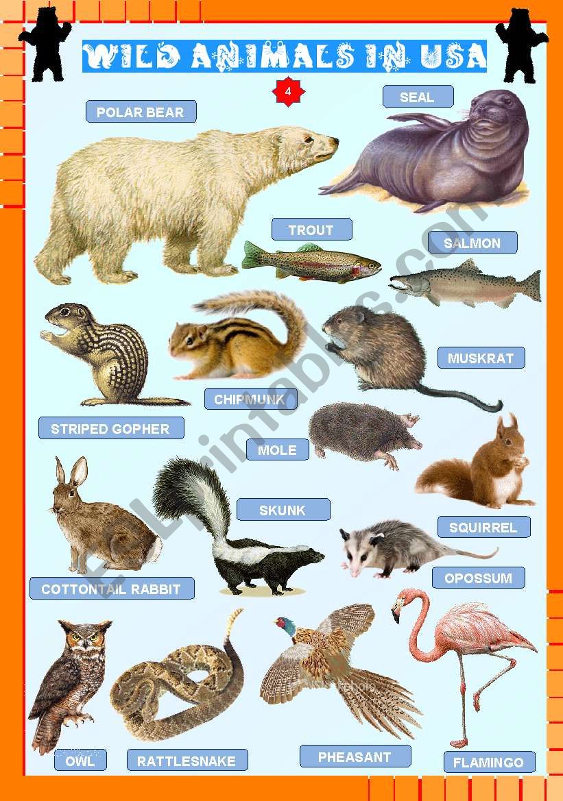 Wild animals in USA (4) worksheet