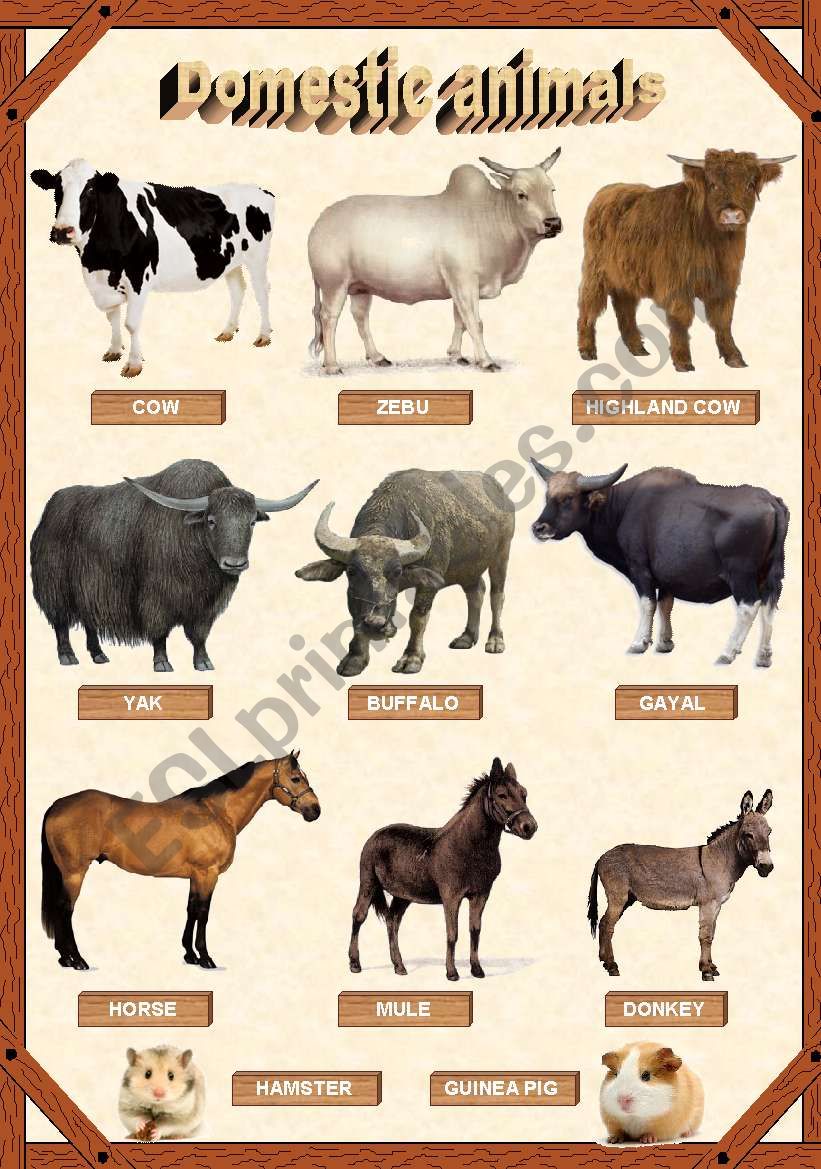 Domestic animals 1/3 worksheet