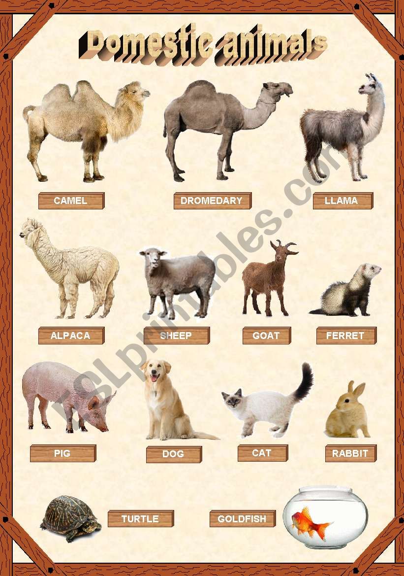 Domestic animals 2/3 worksheet