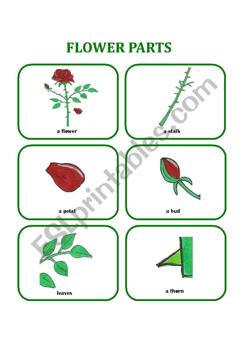 FLOWER PARTS worksheet