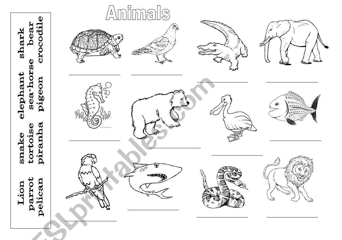 Animals (birds, mammals, fishes)
