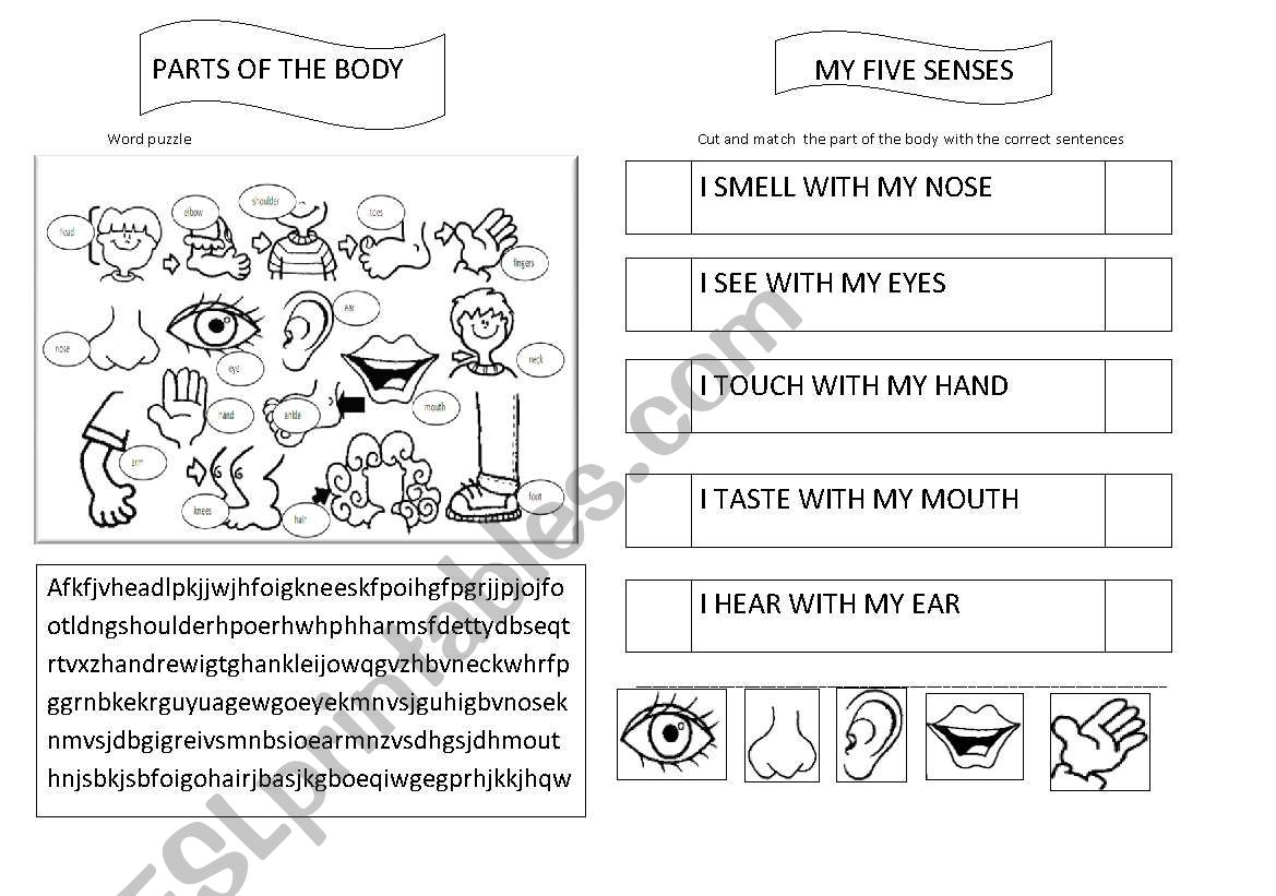 Parts of the body and my senses