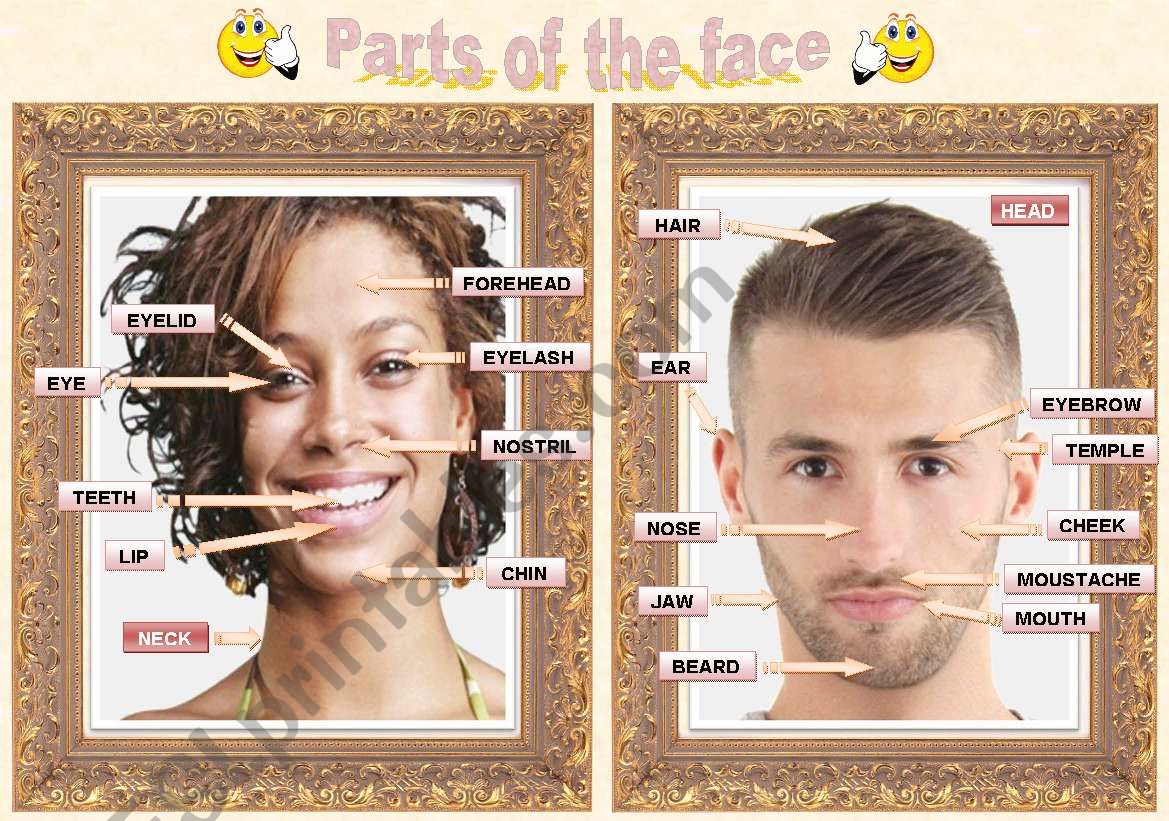 The face worksheet