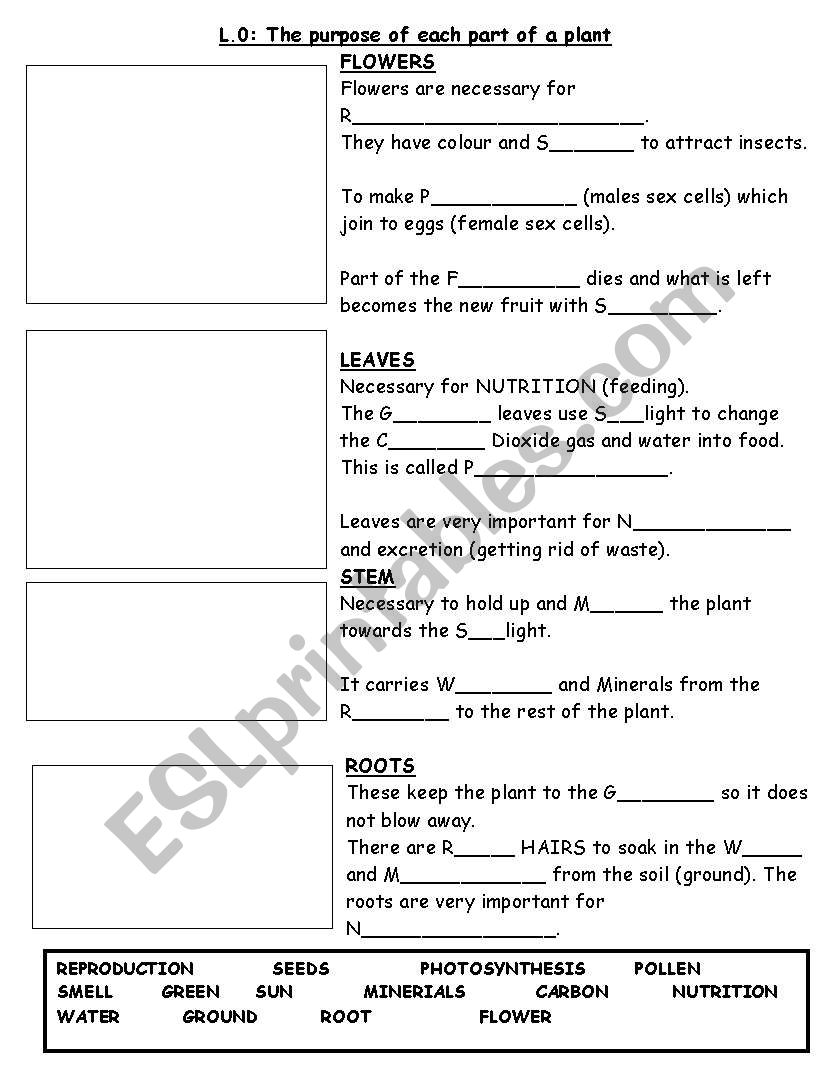 parts of the plant worksheet