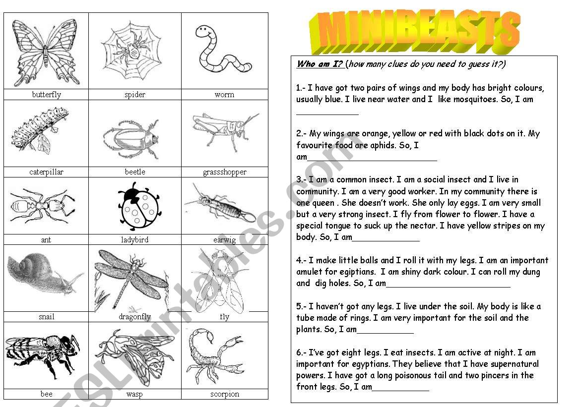 minibeast worksheet