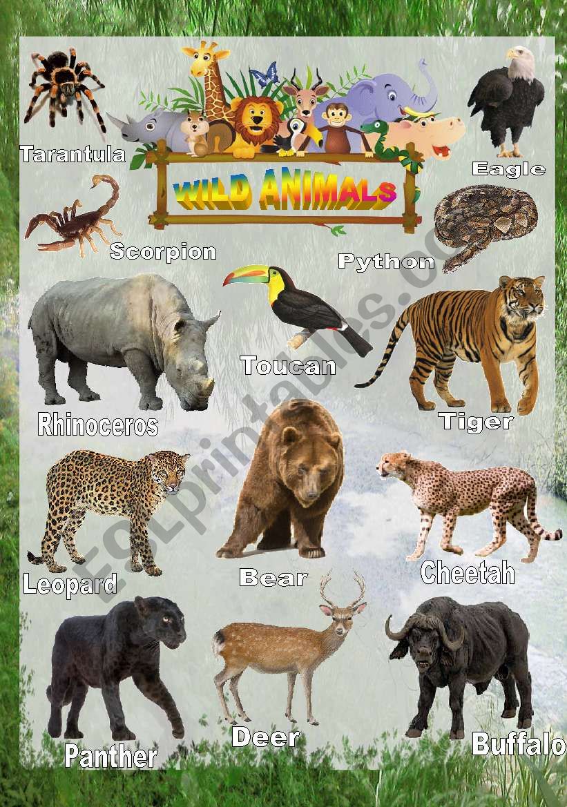 Wild animals - Poster 2 worksheet