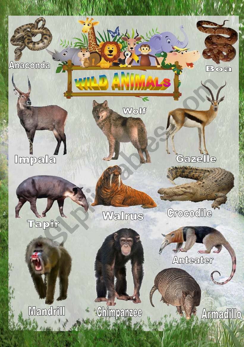 Wild animals - Poster 3 worksheet