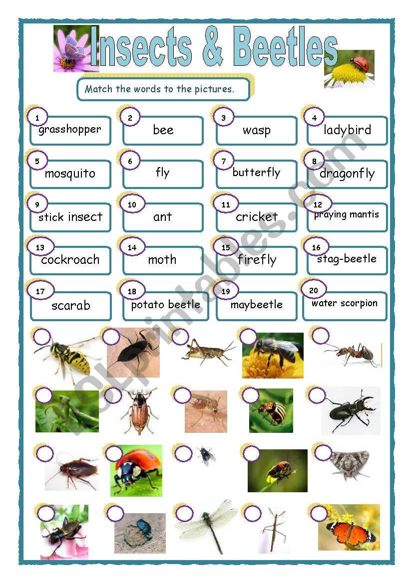 Insects & beetles matching worksheet