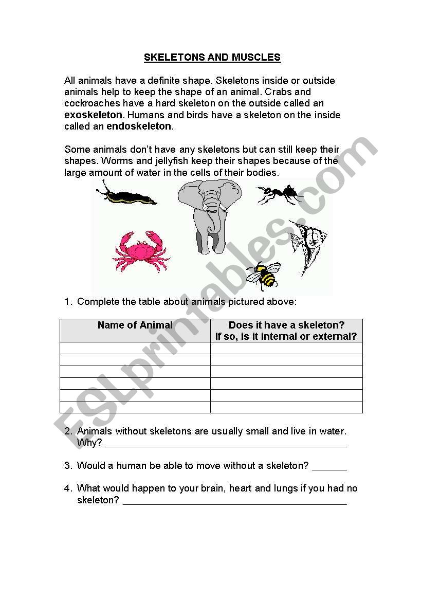 Muscles worksheet