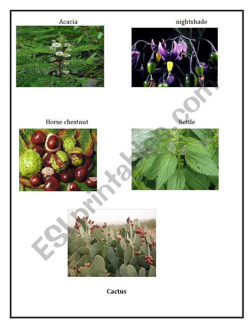 Plants worksheet