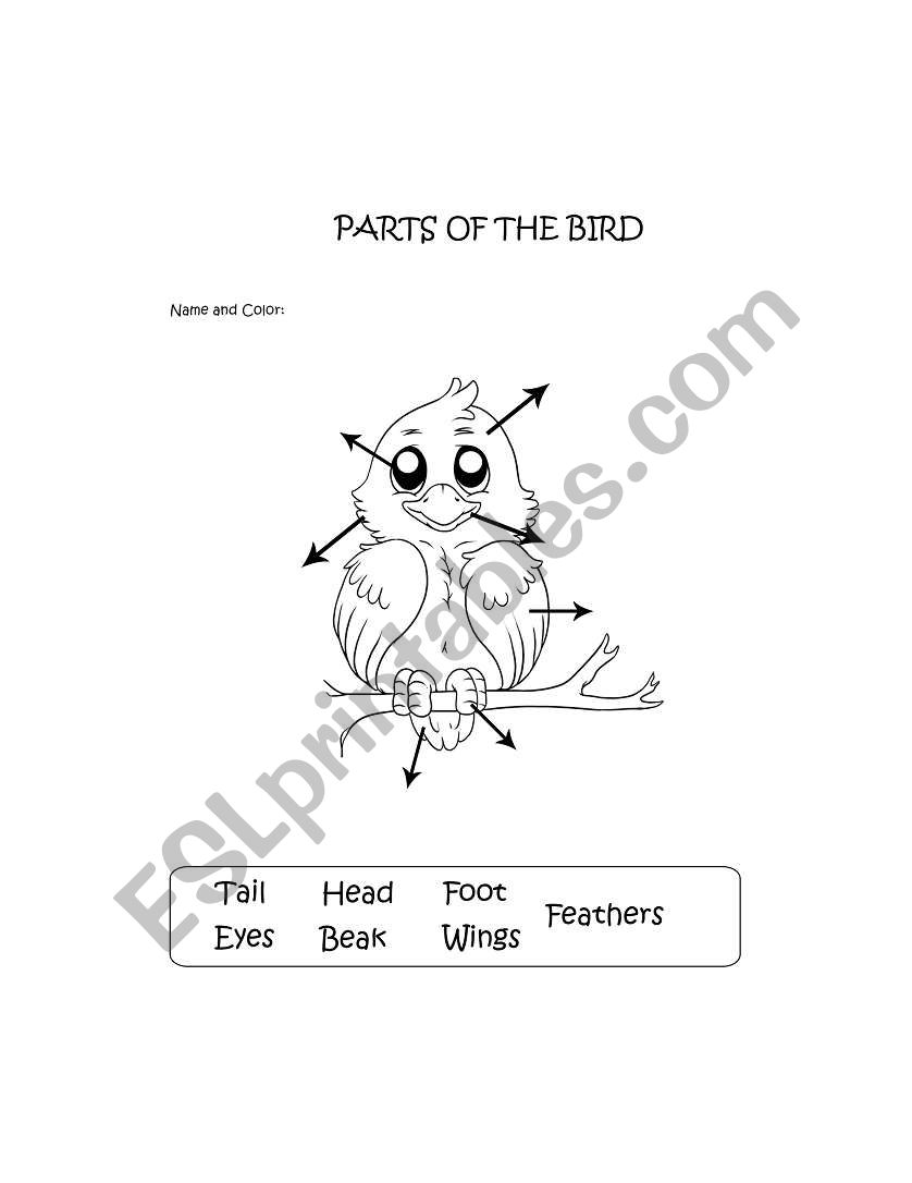 Parts of the Bird worksheet