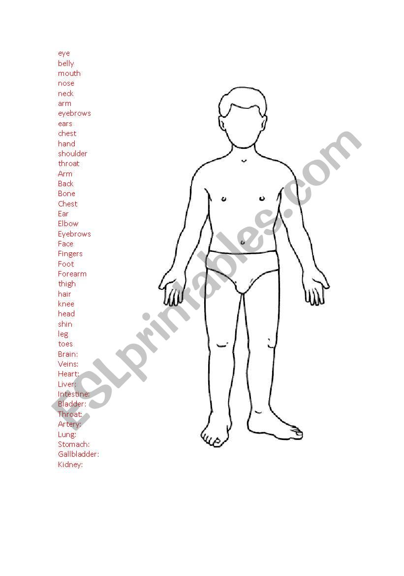 Human body worksheet