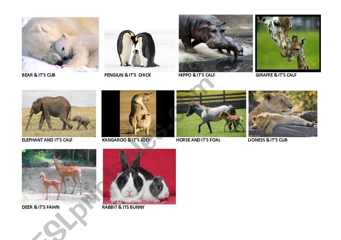 English worksheets: Animals & Their Young Ones English worksheets: Animals & Their Young Ones