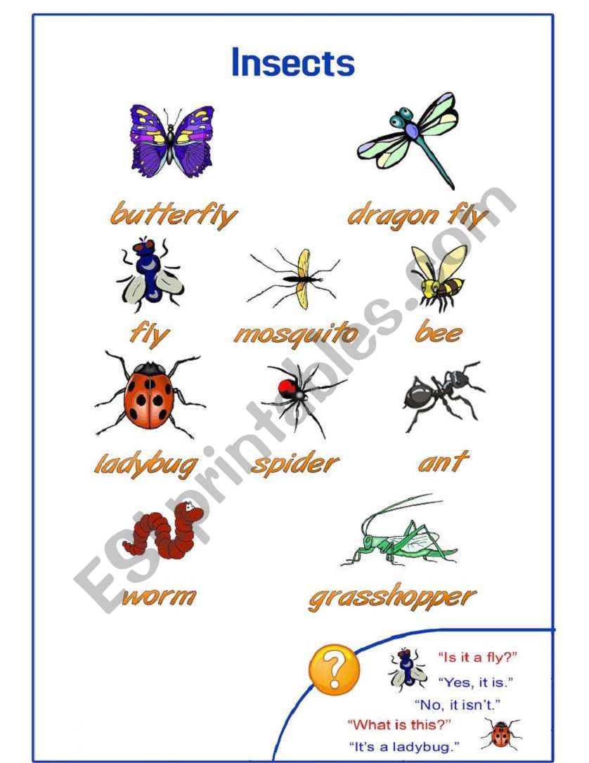 Insects Pictionary worksheet