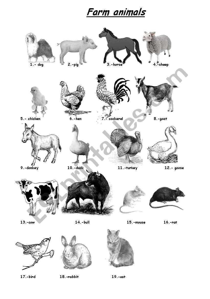 Farm animal vocabulary worksheet