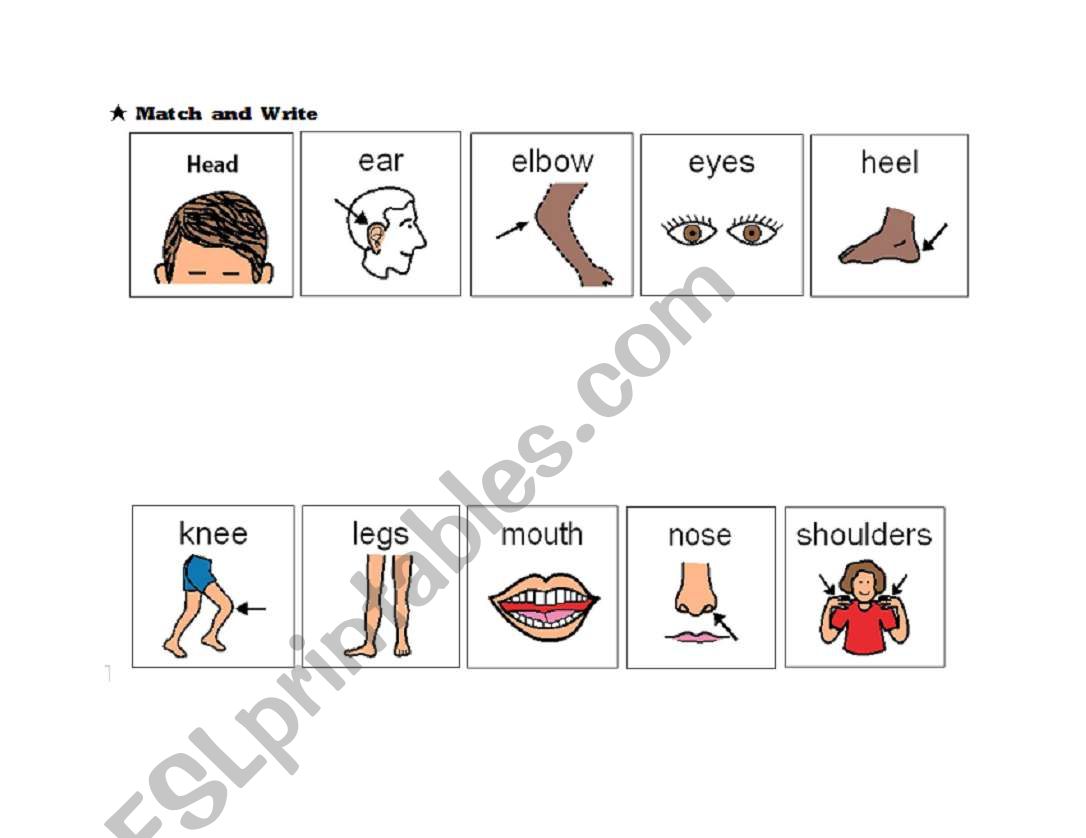 match the body part  worksheet