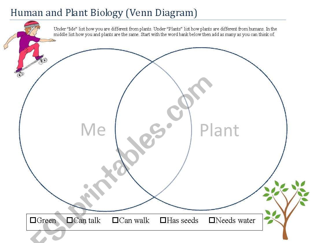 Plant and Human Graphic Organizer