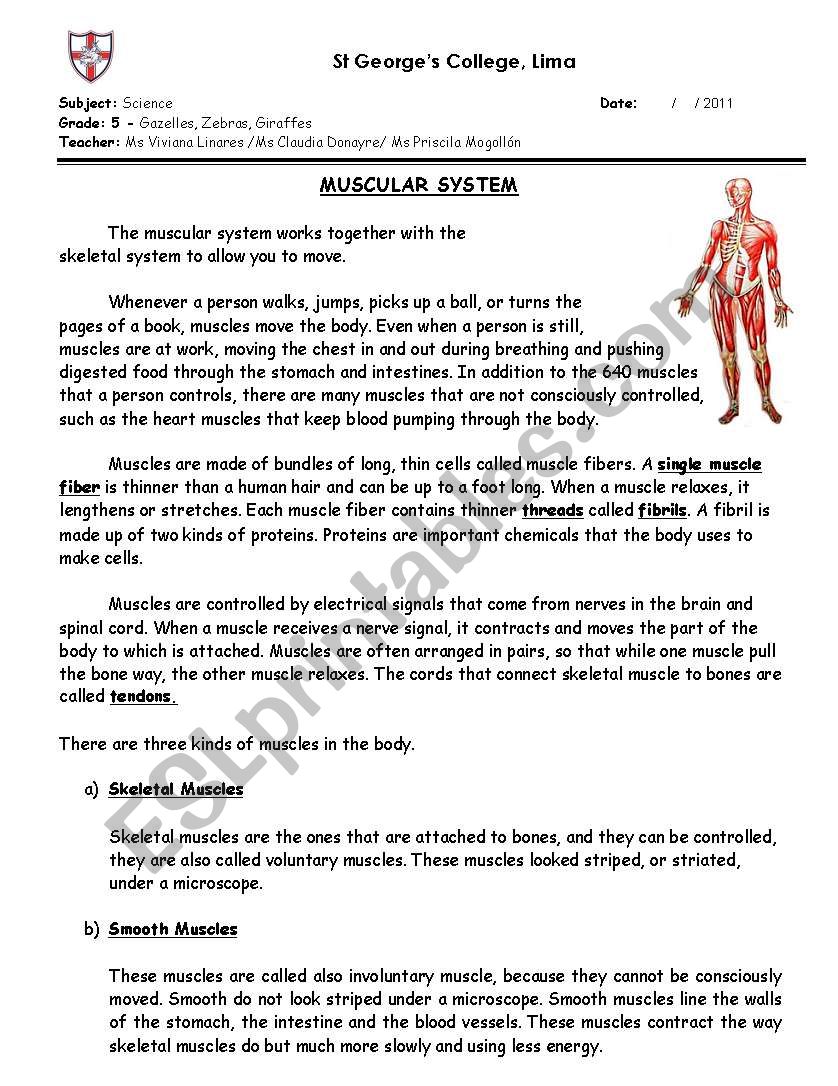 muscular-system-esl-worksheet-by-prisci