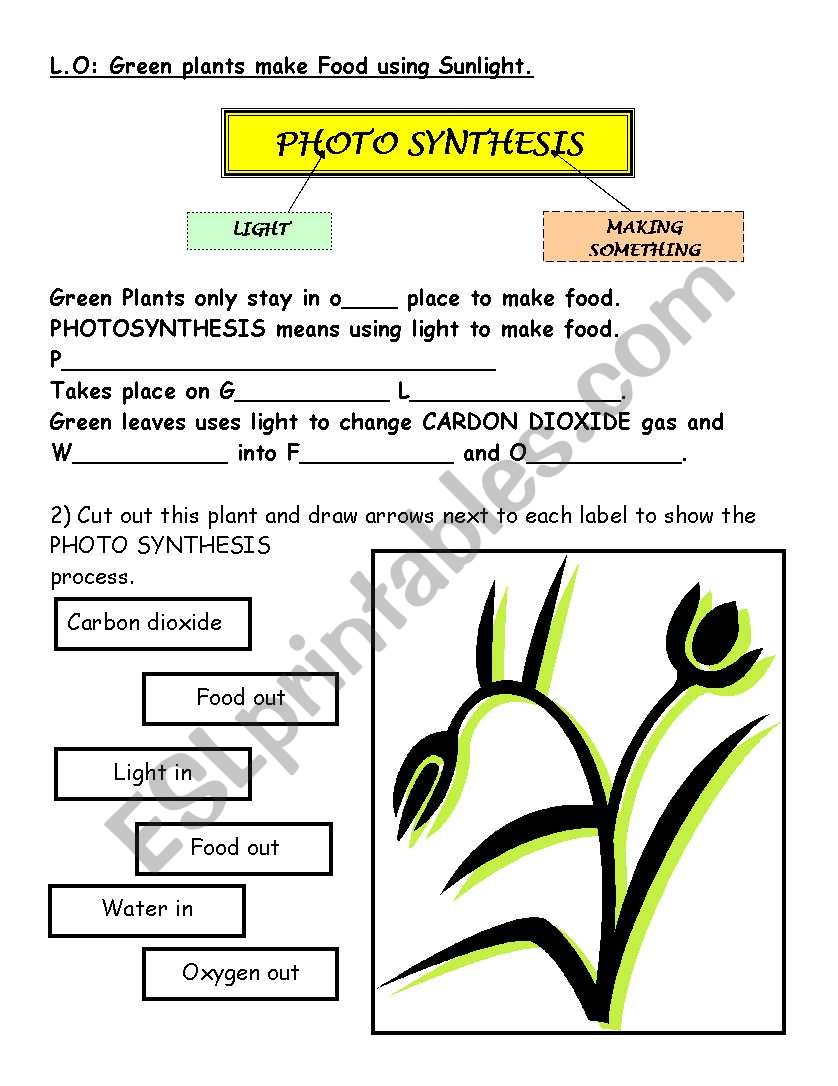 photosynthesis worksheet