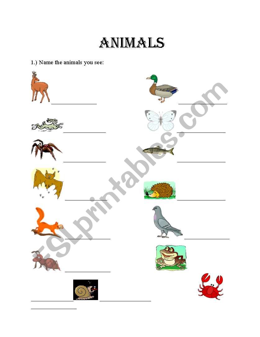 Animals worksheet