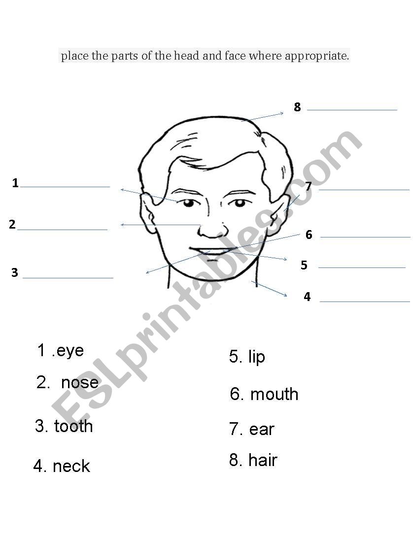 the parts of head and face worksheet