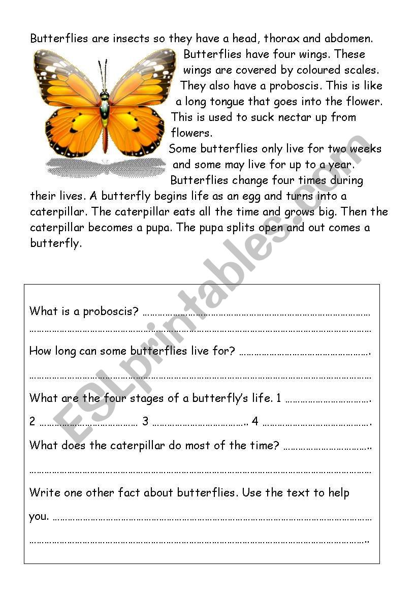 Butterflies worksheet