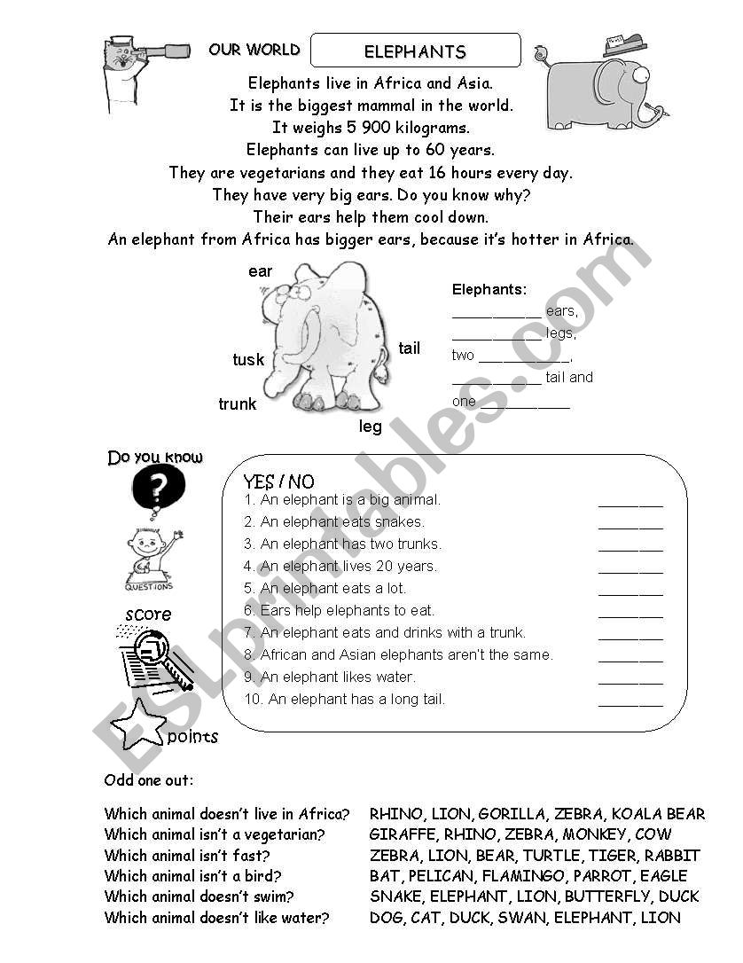 Elephants worksheet