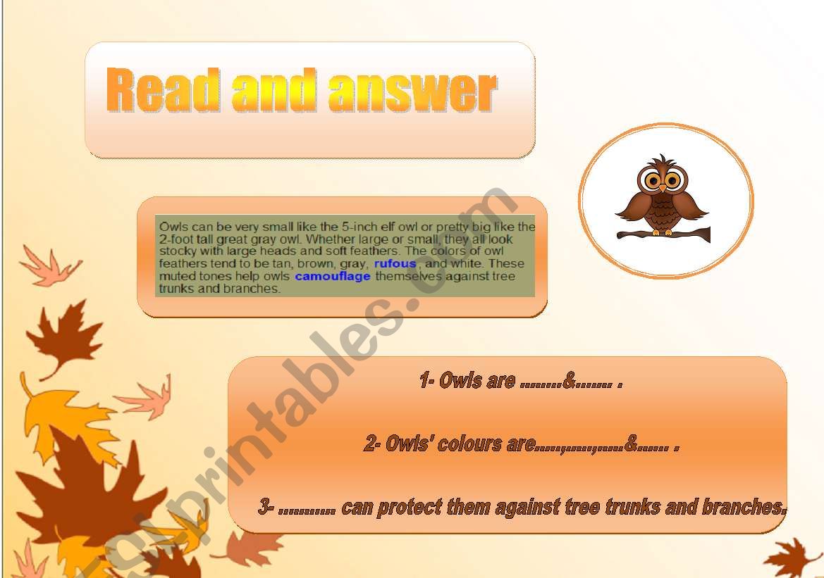 An owl  Read and answer worksheet