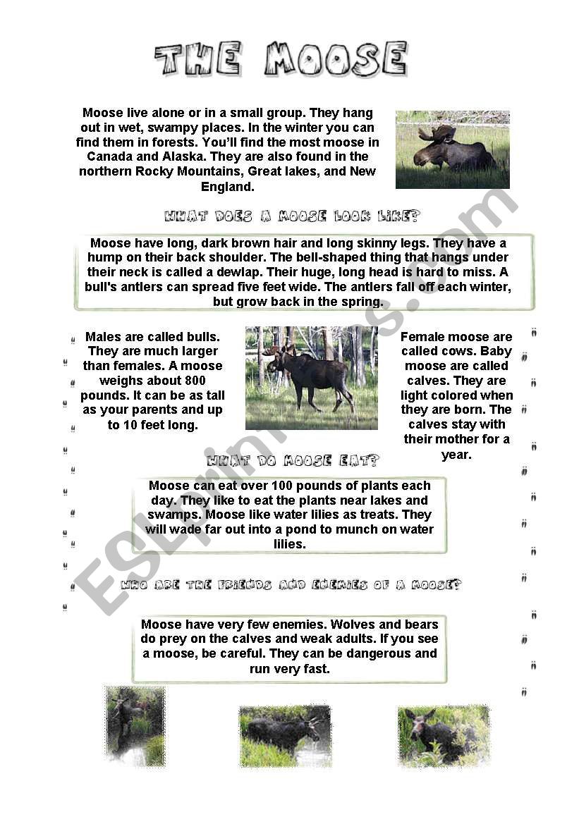 THE MOOSE (fun lesson) (3/6) - INFORMATION