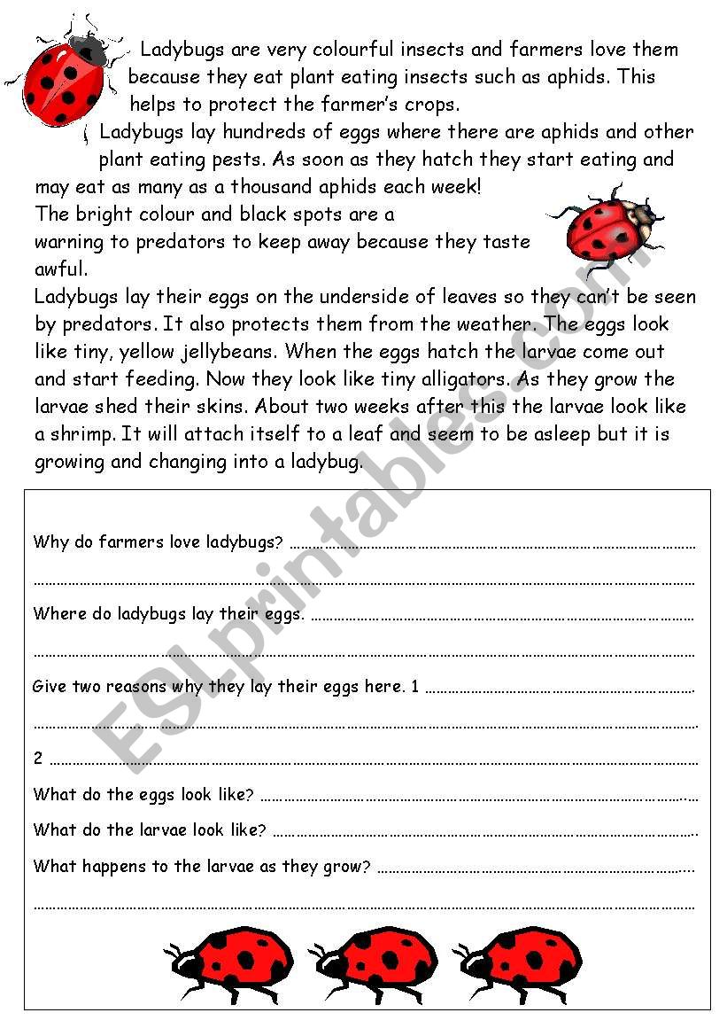 Ladybugs/ladybirds worksheet